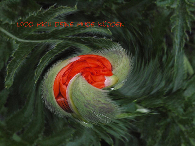 die muse