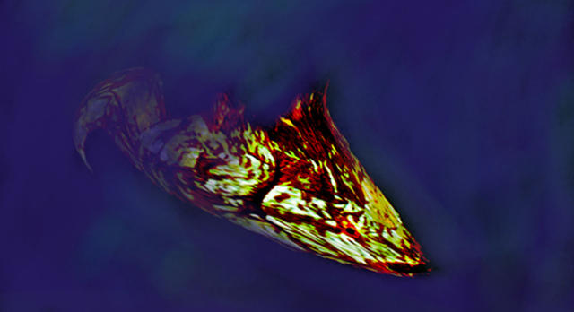 unbekannter fisch