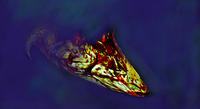 unbekannter fisch